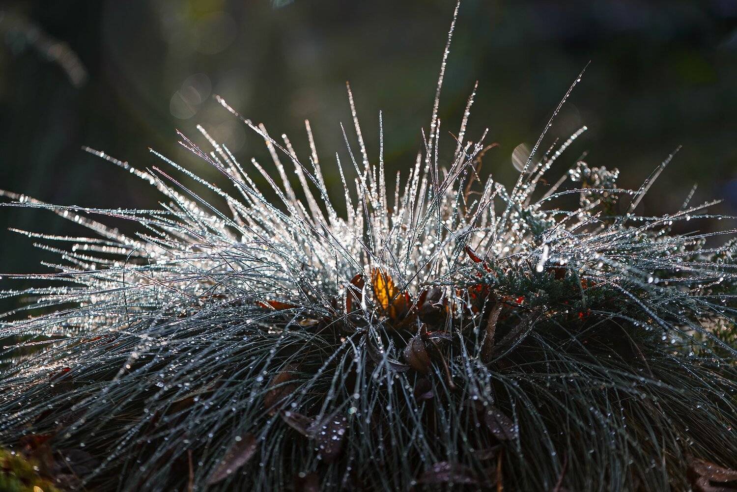 природа, макро, осень, овсяница сизая, капли дождя, лед, Неля Рачкова