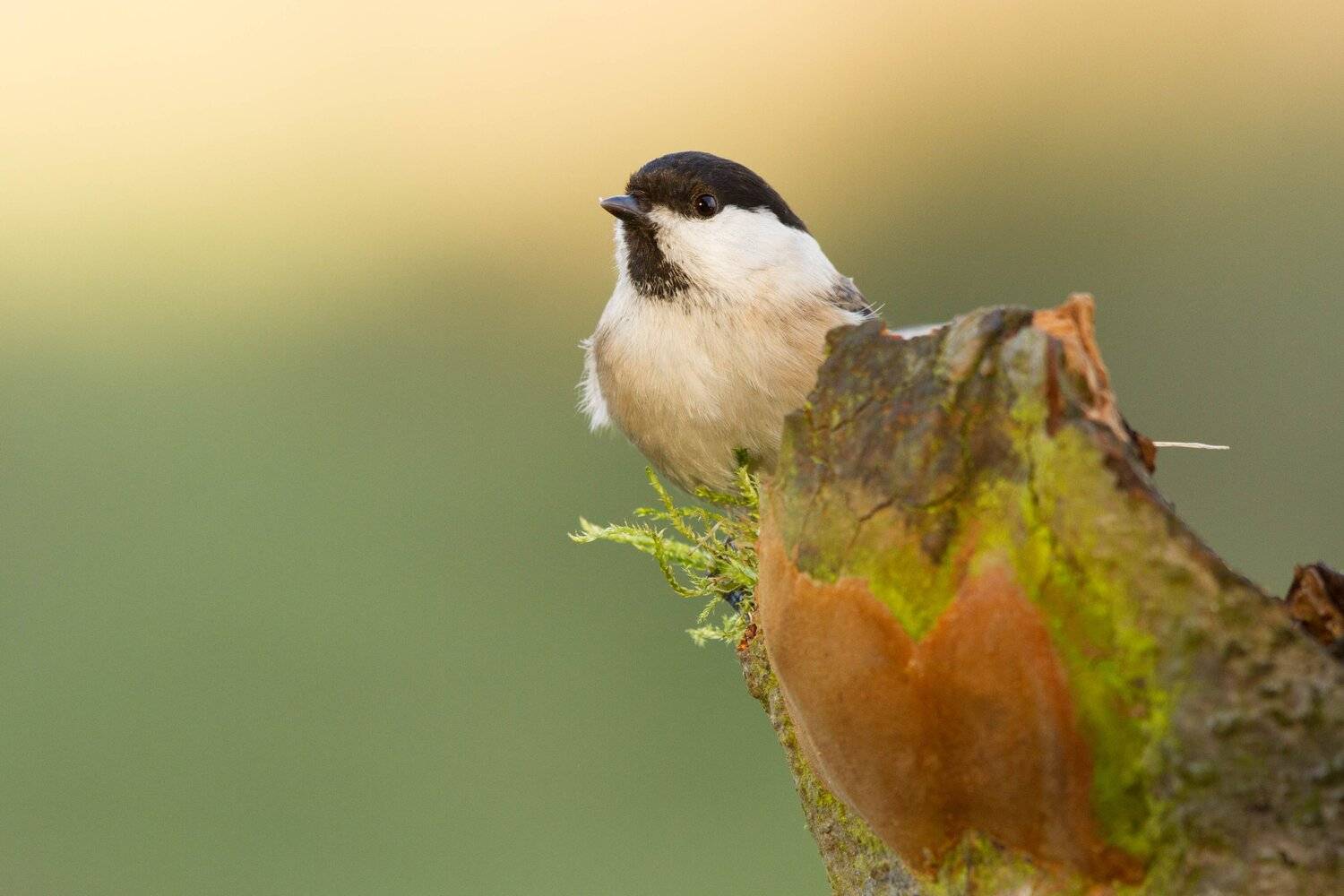 , Janina J?drzejewska-Szombara