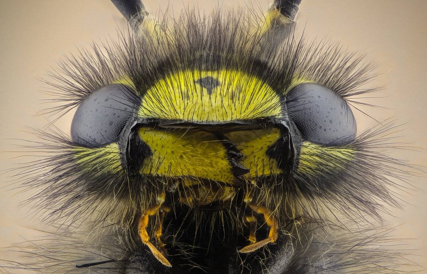 Автор: Tsvetan Ganev ceclii,macro,lgg4, extrememacro, макро, Tsvetan Ganev