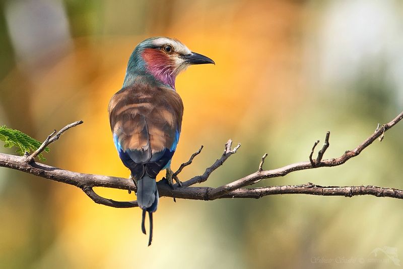 barvy фото превью