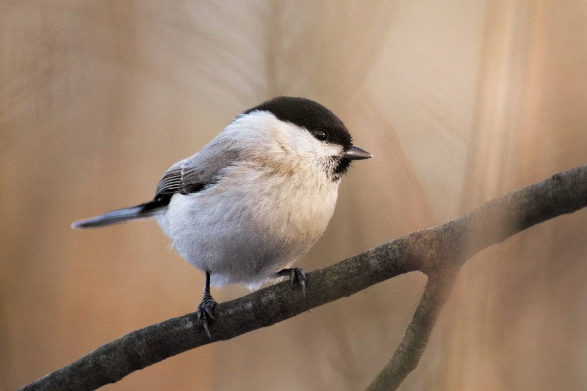 Marsh tit, bird, wildlife, Wojciech Grzanka