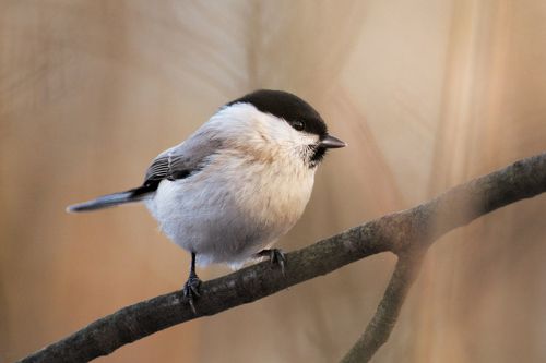 Marsh tit