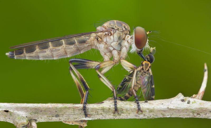 #macro#robberfly#prey#colors Robber Fly With Prey 171211A фото превью