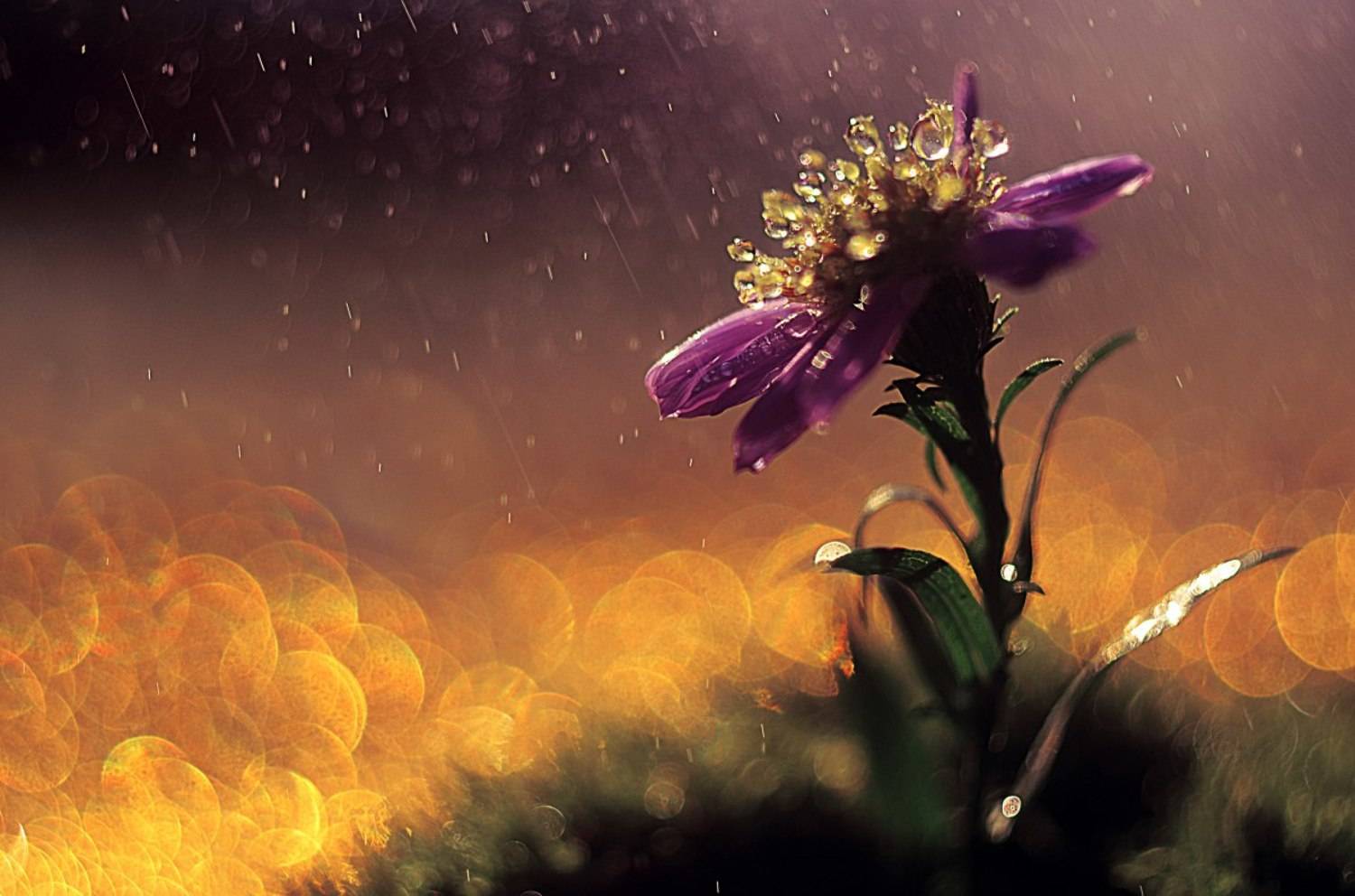 макро, цветы, цвет, красиво, гелиос,, Лапшина Владлена