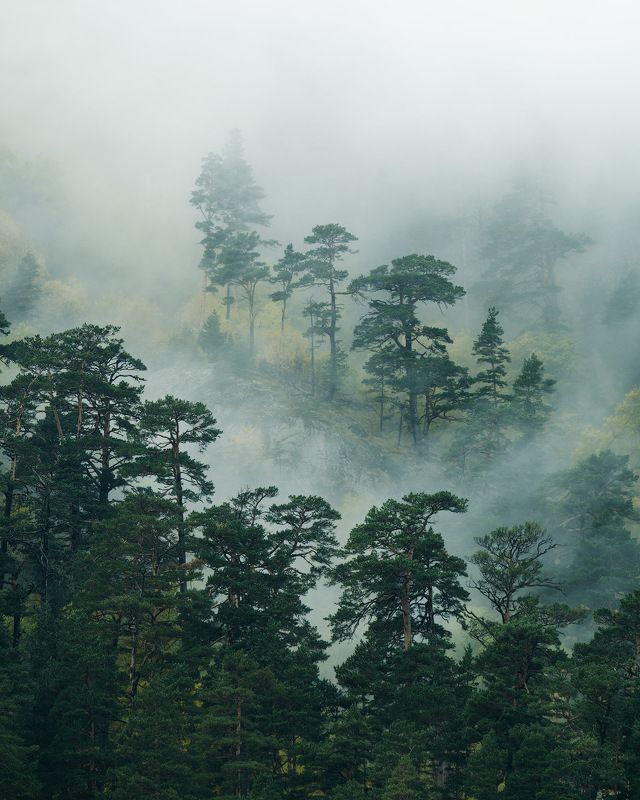 россия, кавказ, северная осетия, горы, ущелье, дигория, рассвет, сумерки, природа, хребет, скалы, небо, река, ледник, туман, облака Окутанные туманом фото превью