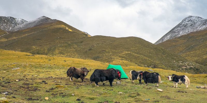 Tibet China Tibet 2014 фото превью