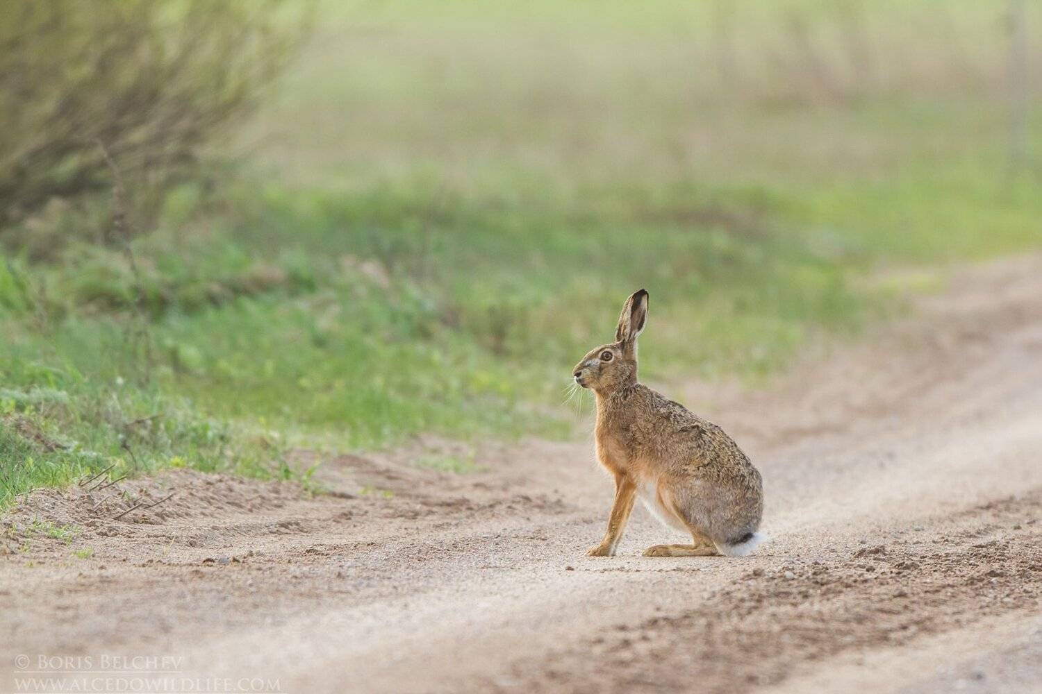 , Борис Белчев