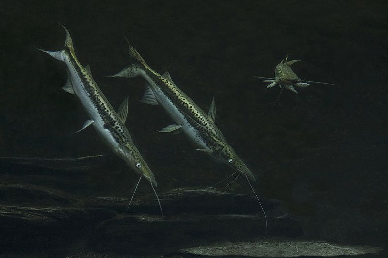 Leopard Catfish фото превью