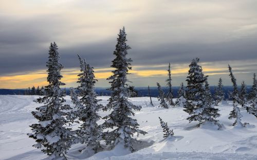 Горная Шория