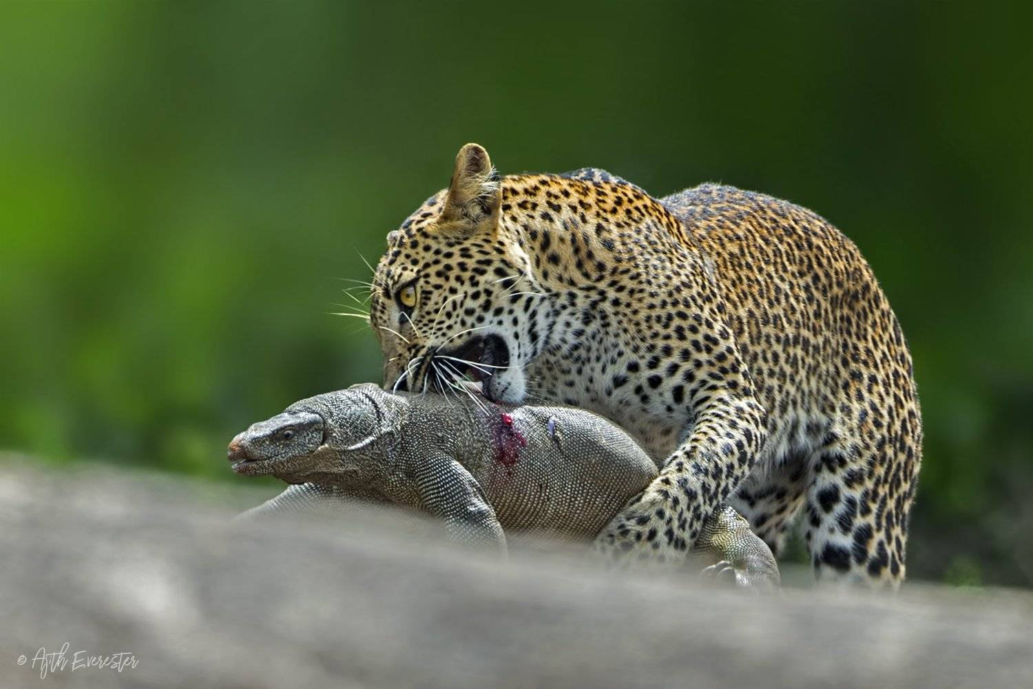 leopard, monitor lizard, srilanka, hunting, Ajith Everester