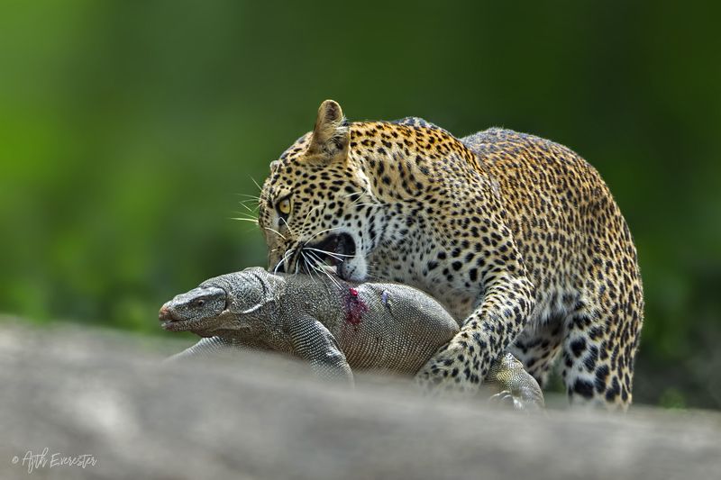 leopard, monitor lizard, srilanka, hunting Srilankan Leopard hunting Monitor Lizard фото превью