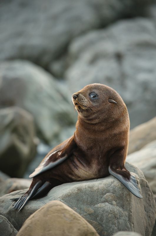 новая зеландия, морской котик, море, океан, путешествие, закат, камни, берег Ну ты фоткаешь? фото превью