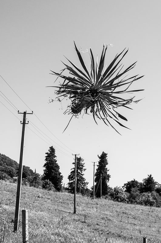 PLANTS 1.0 фото превью