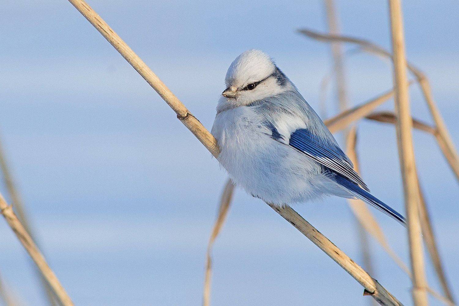 , Сосновских Вячеслав