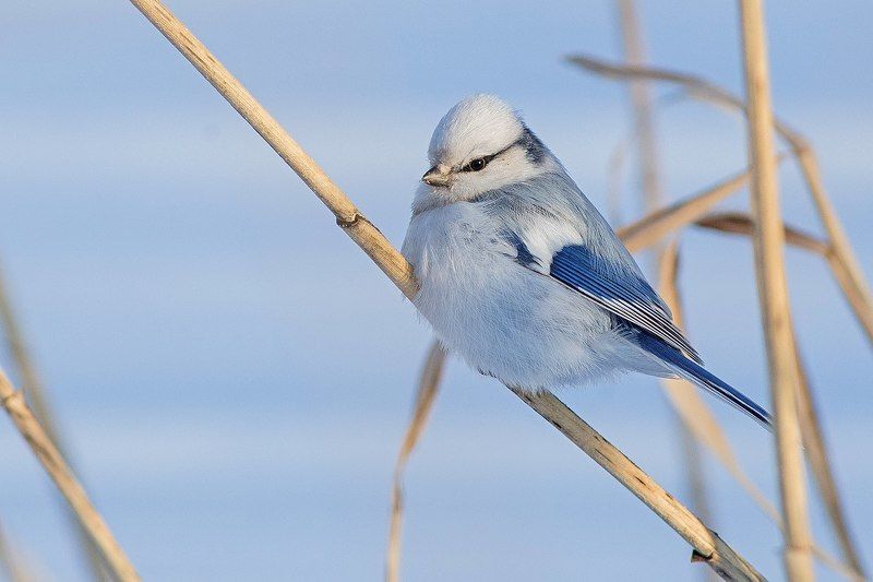 Белая лазоревка фото превью