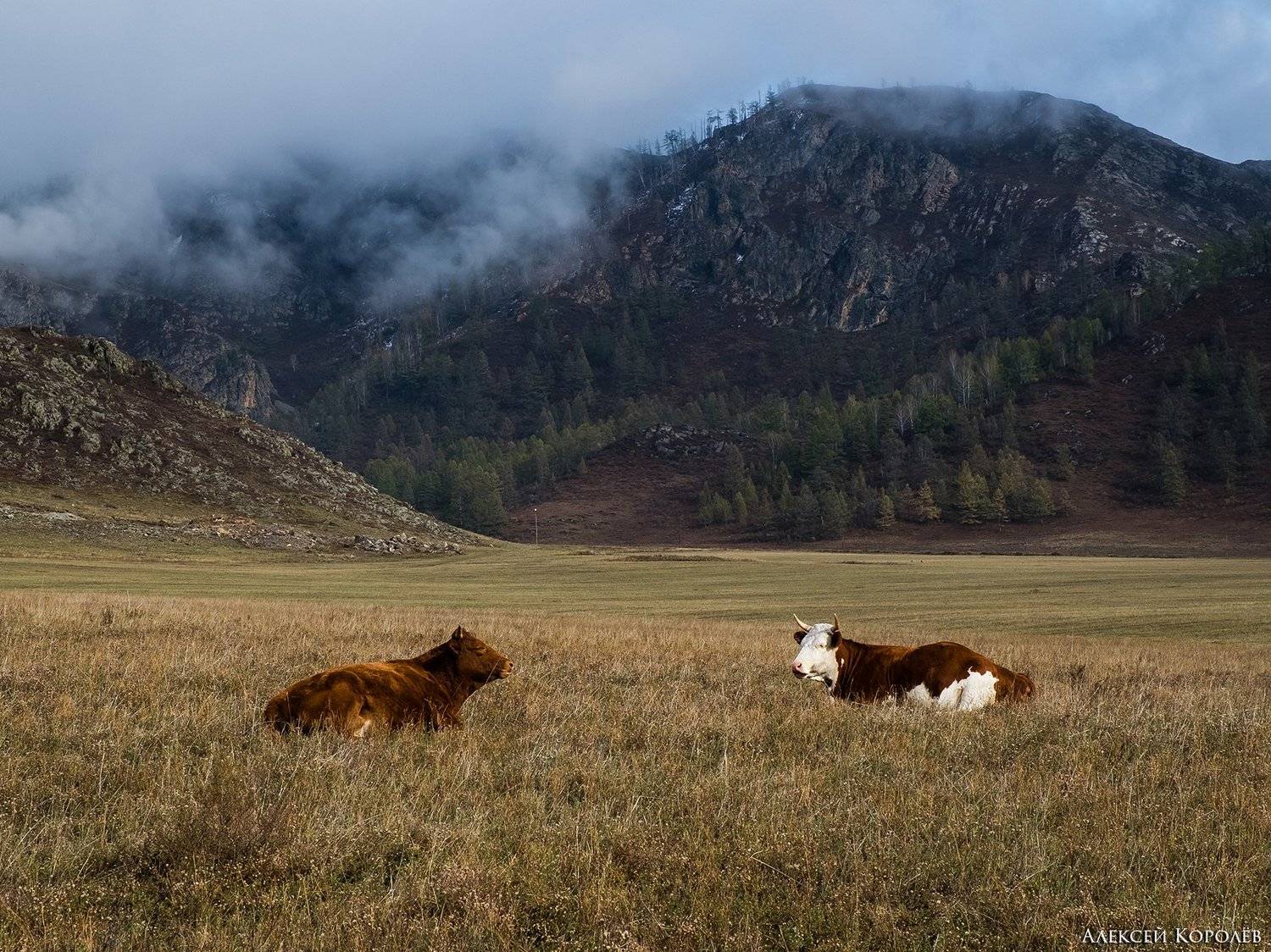 алтай, сибирь, россия, осень, природа, степь, горы, коровы, животные, altai, siberia, russia, autumn, nature, steppe, mountains, cows, animals, Алексей Королёв