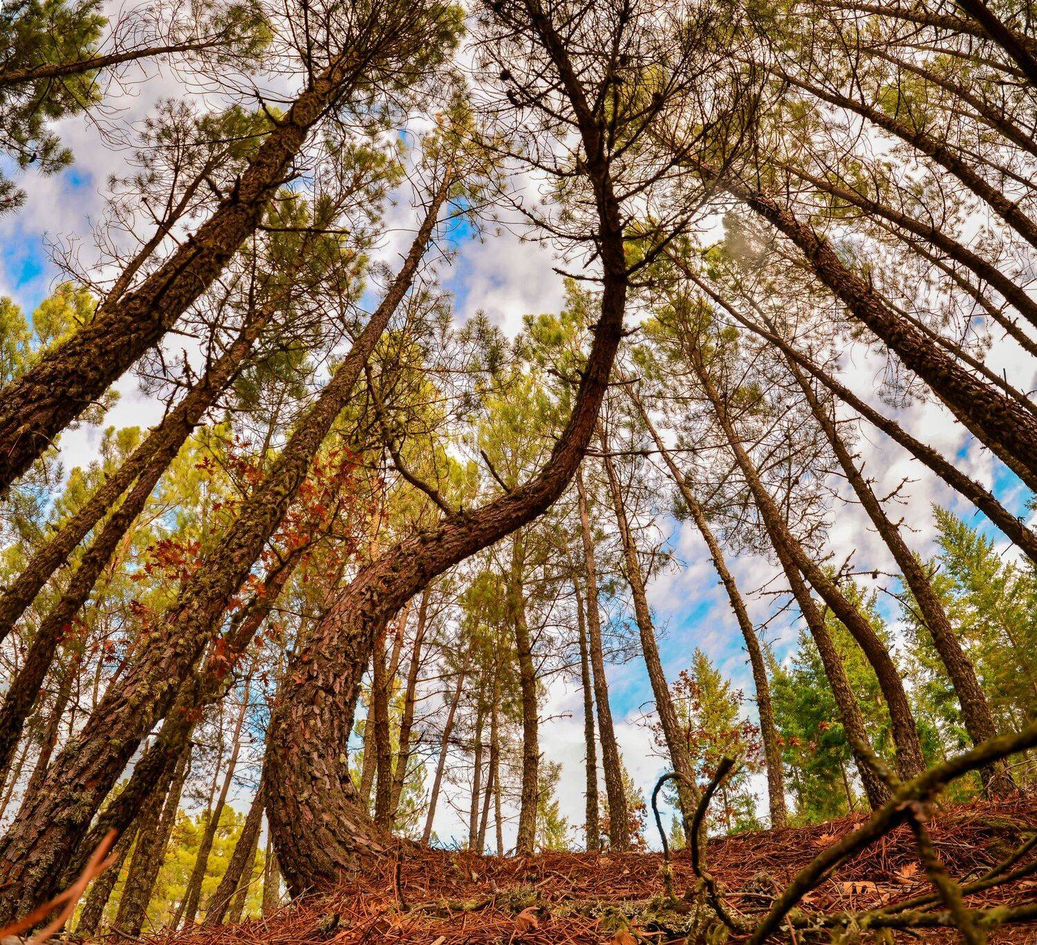 pine, tree, trees, woods, forest, sky, pine, wide angle, panorama, ground, floor, nature, natural, blue sky, Antonio Coelho