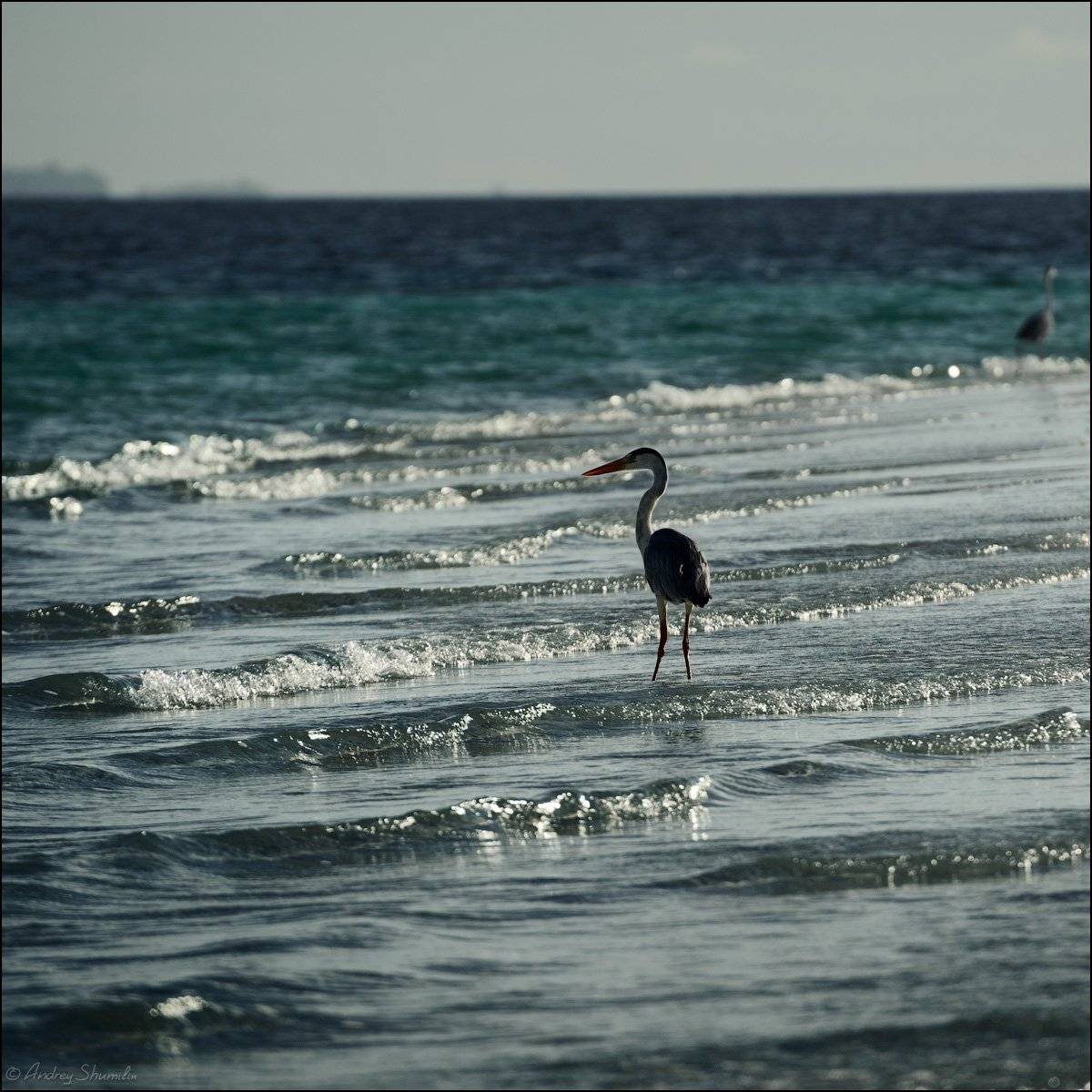 , Андрей Шумилин