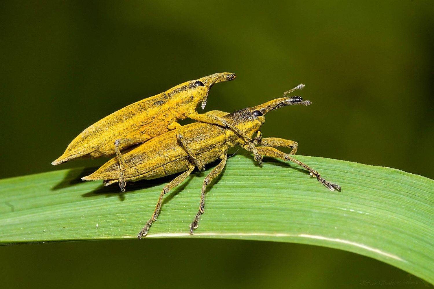 , Silvestr Szab&oacute;