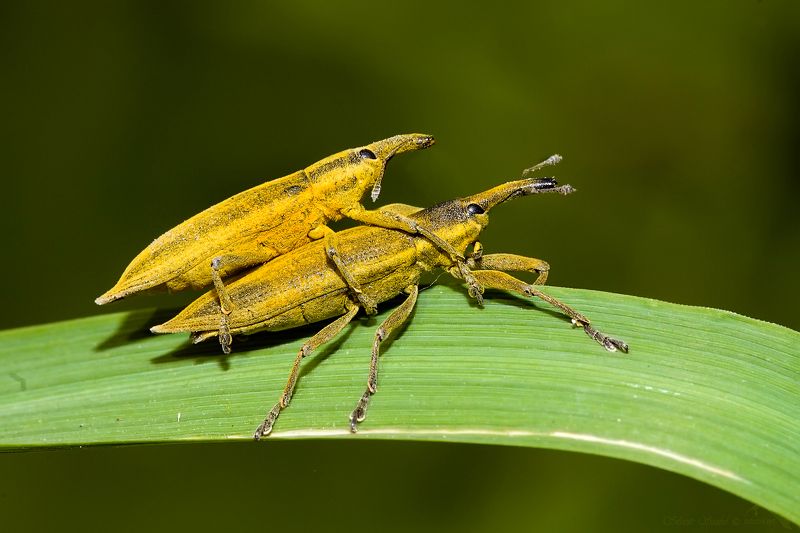 láska фото превью