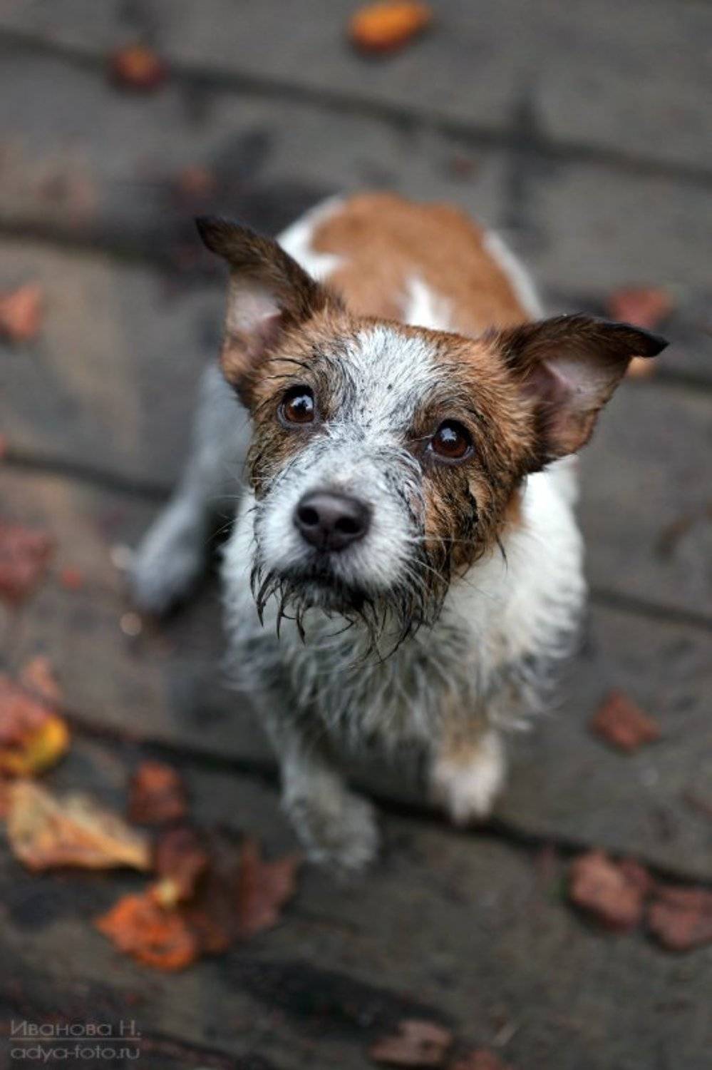 , Надежда Иванова