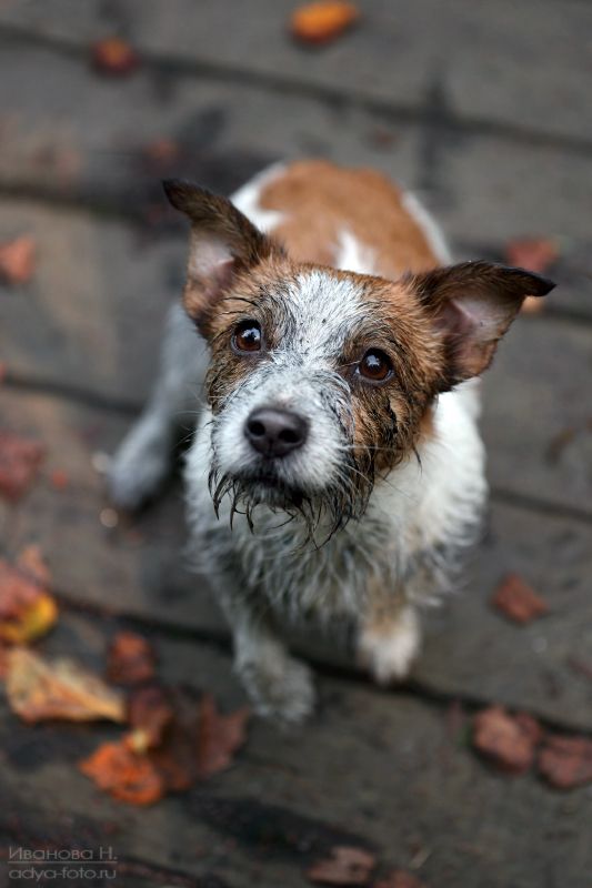 *** фото превью