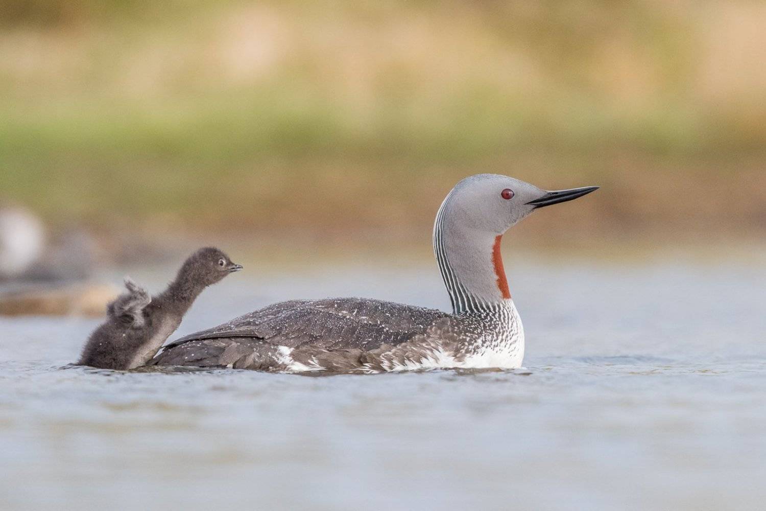 red-throated diver, gavia stellata, bird, bird family, Iceland, Dominik Chrzanowski
