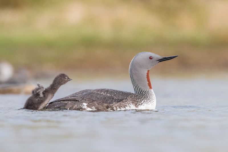 red-throated diver, gavia stellata, bird, bird family, Iceland Get on board! фото превью