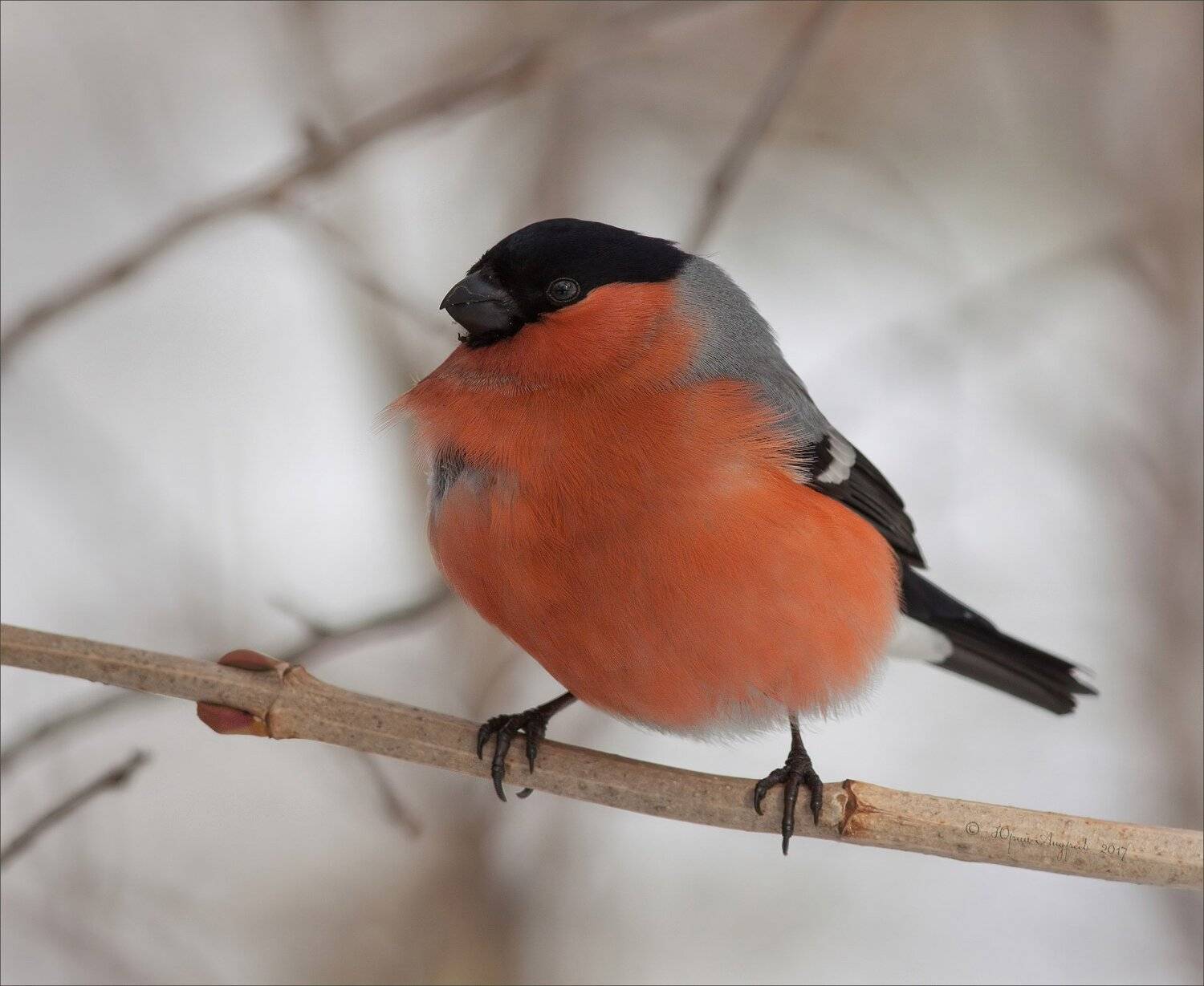 снегирь, Юрий Андреев