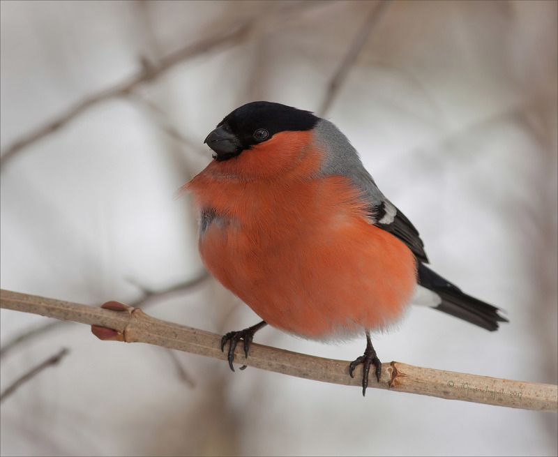 Слюнявчик фото превью