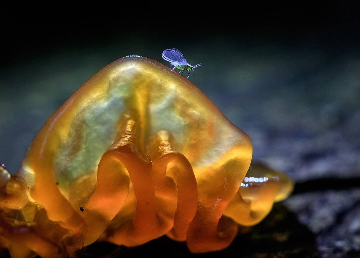 , Валерия Зверева