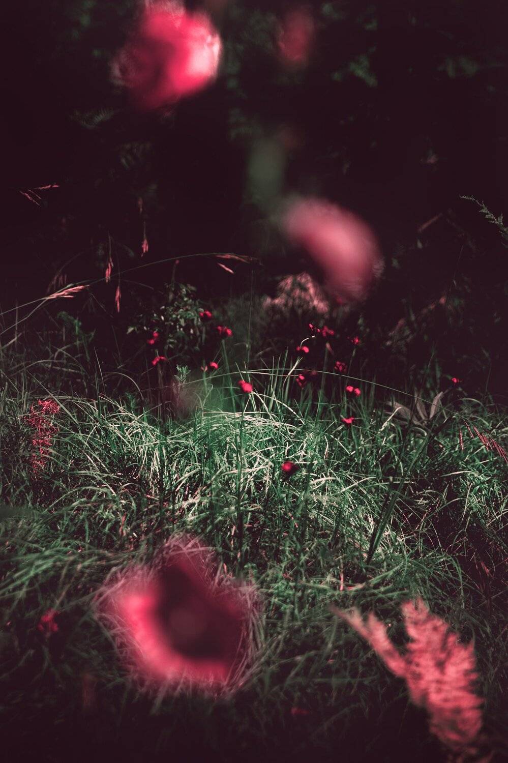 flower, fine art, close up, field, grass, low angle, nature, love, floral, art, red, forest, meadow, vertical, plant, light, focused, artistic, serbia, mountain flower,, Марко Радовановић