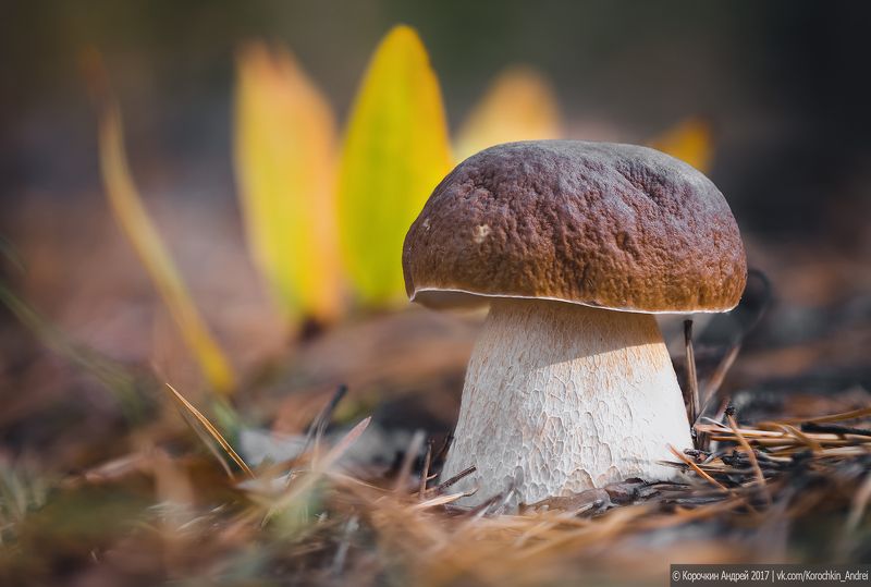 Грибная пора... фото превью