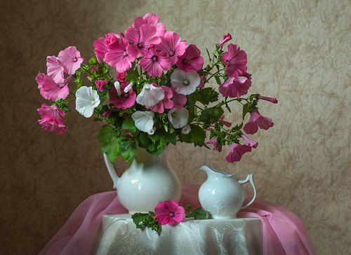 Букет лаватеры.