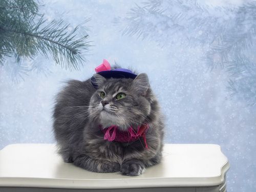 А я шикарная мадам Брошкина!