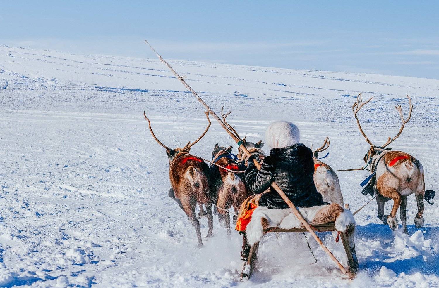 ямал , олени, природа, салехард , гонки, ямал , народы севера, Настя Братка