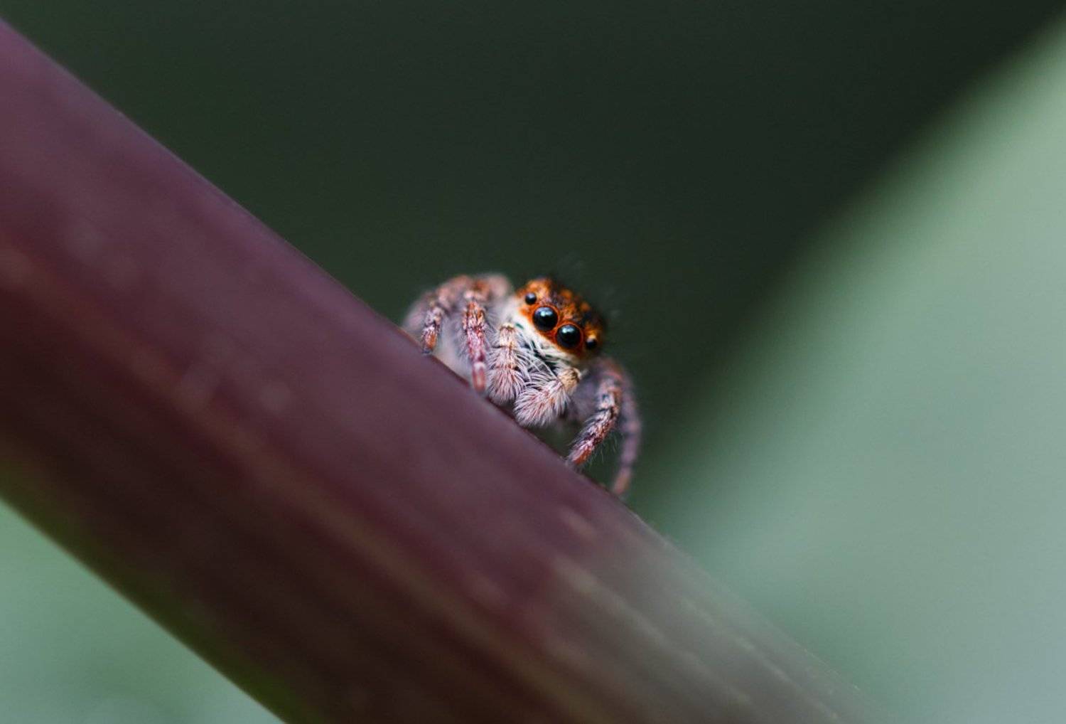 , Тамара Морозова