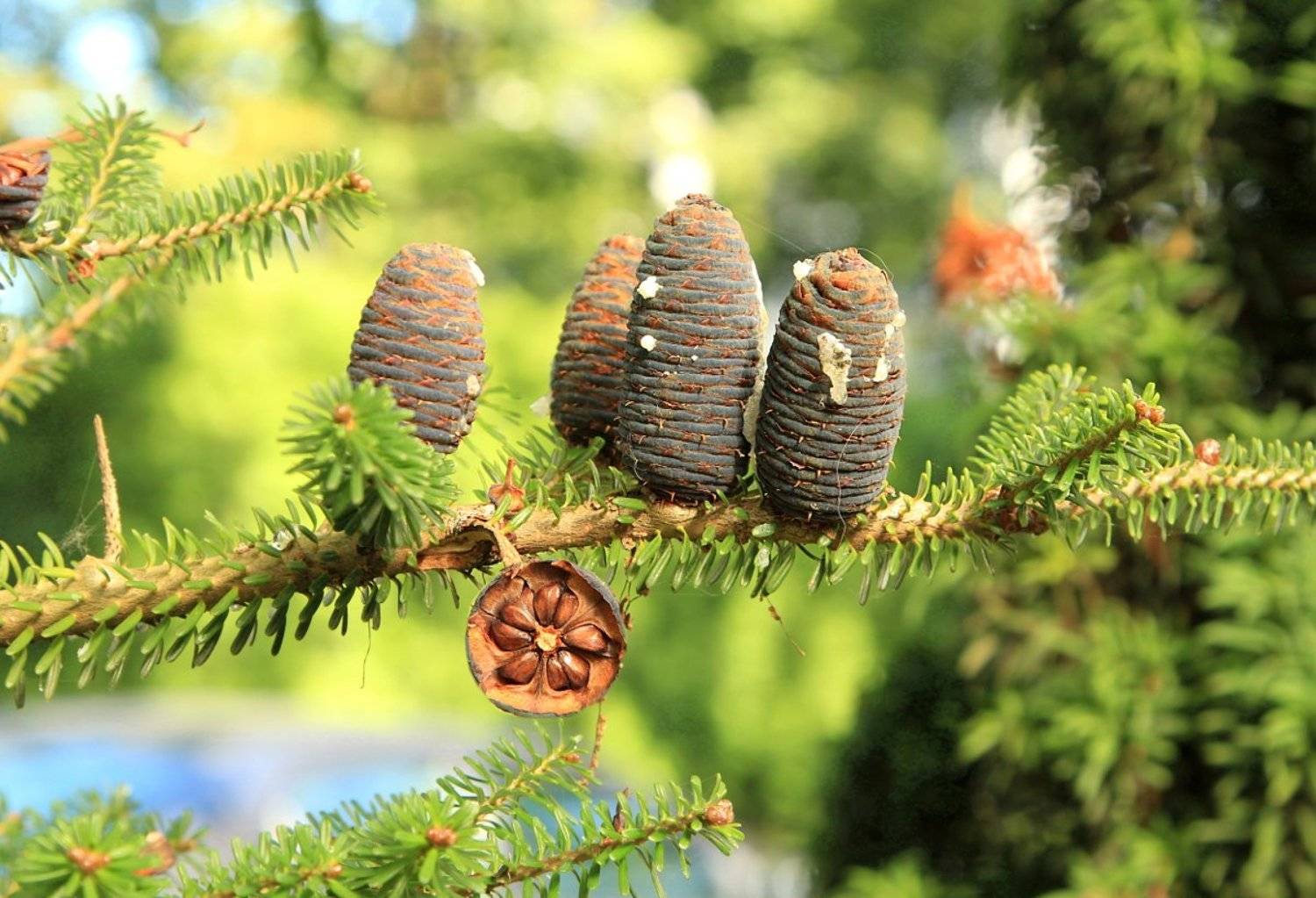 природа, хвойные,  шишки,, Шруб (Беляева) Татьяна