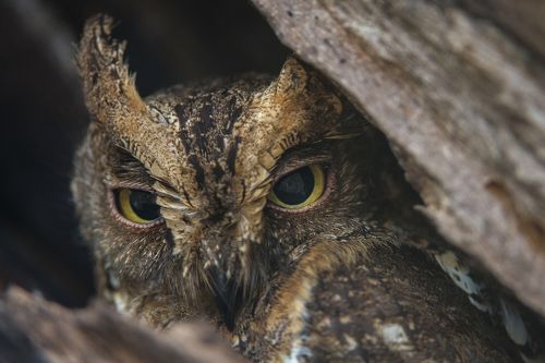 СОВА и ДЕНЬ