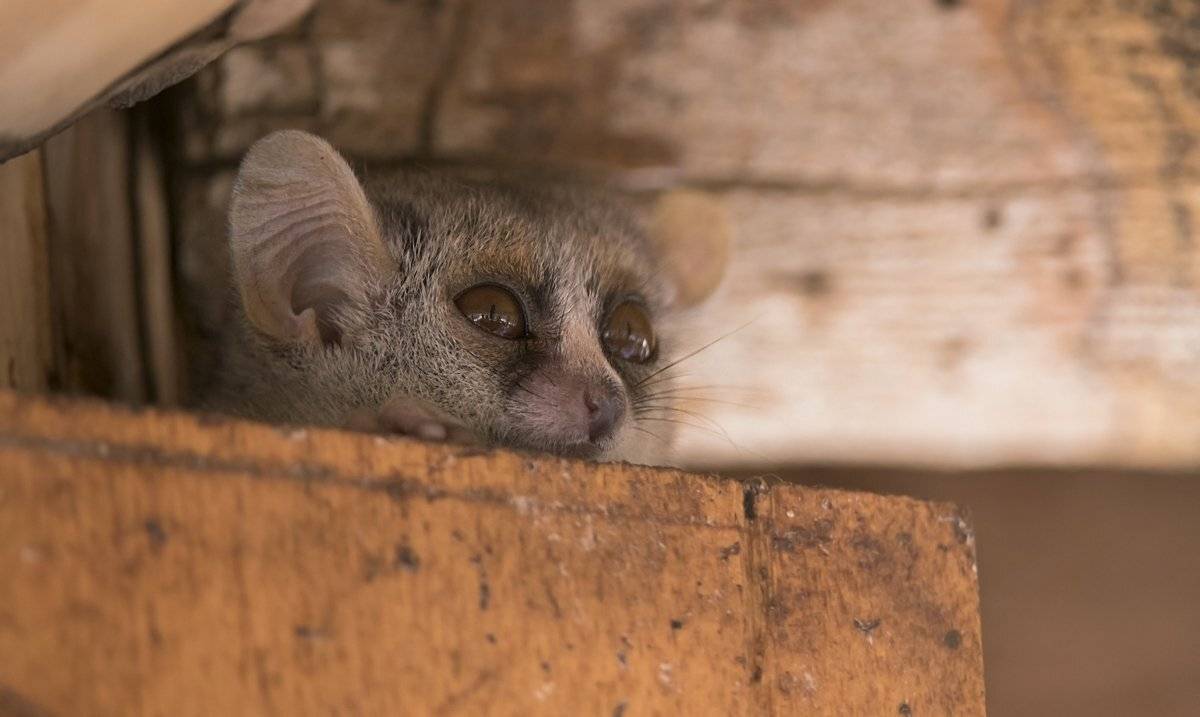 лемур, Александр Маркелов
