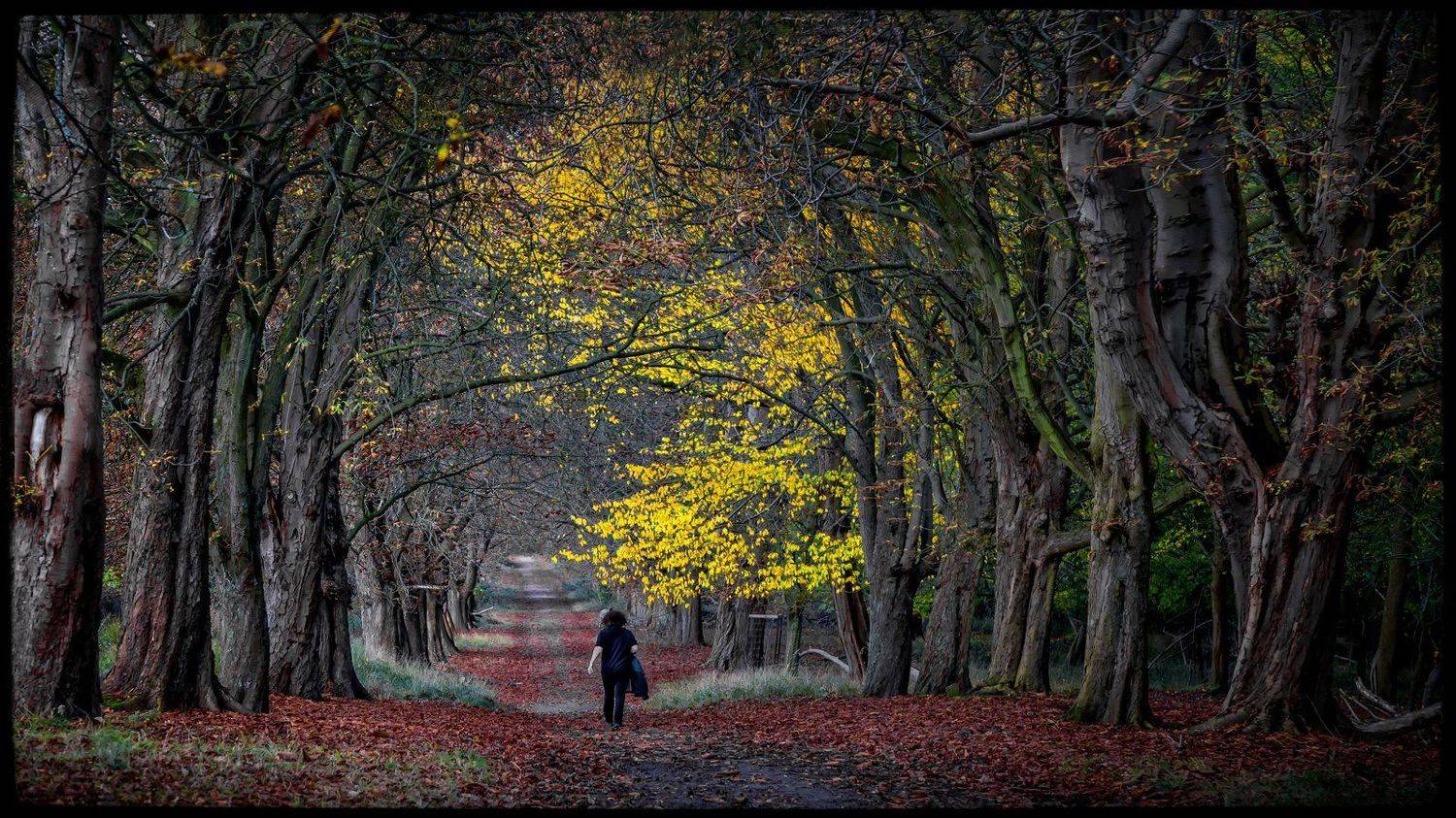 лес, осень,ходить, Душан