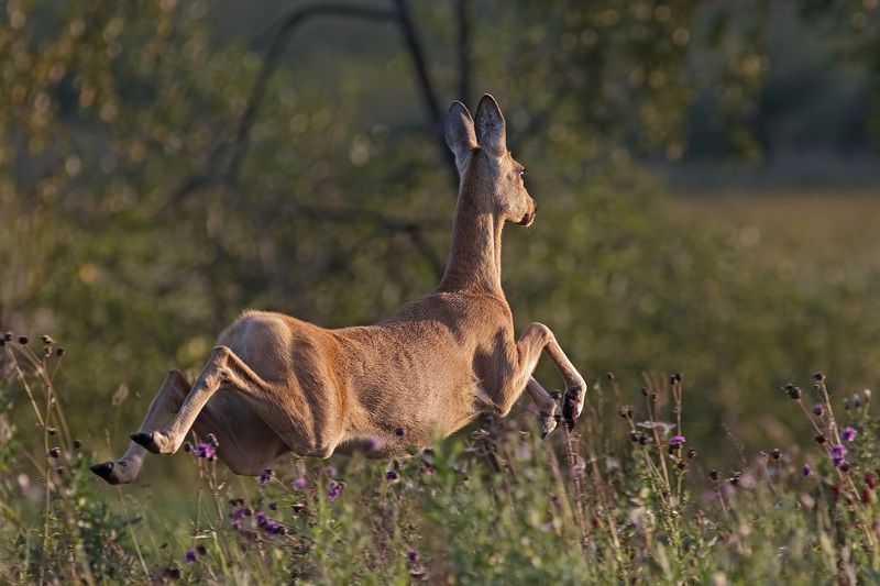Было лето. фото превью