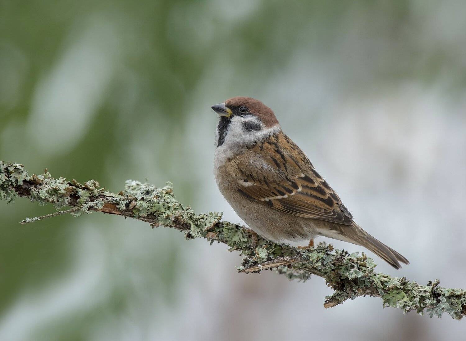 природа,птицы,осень, Андрей Киселёв