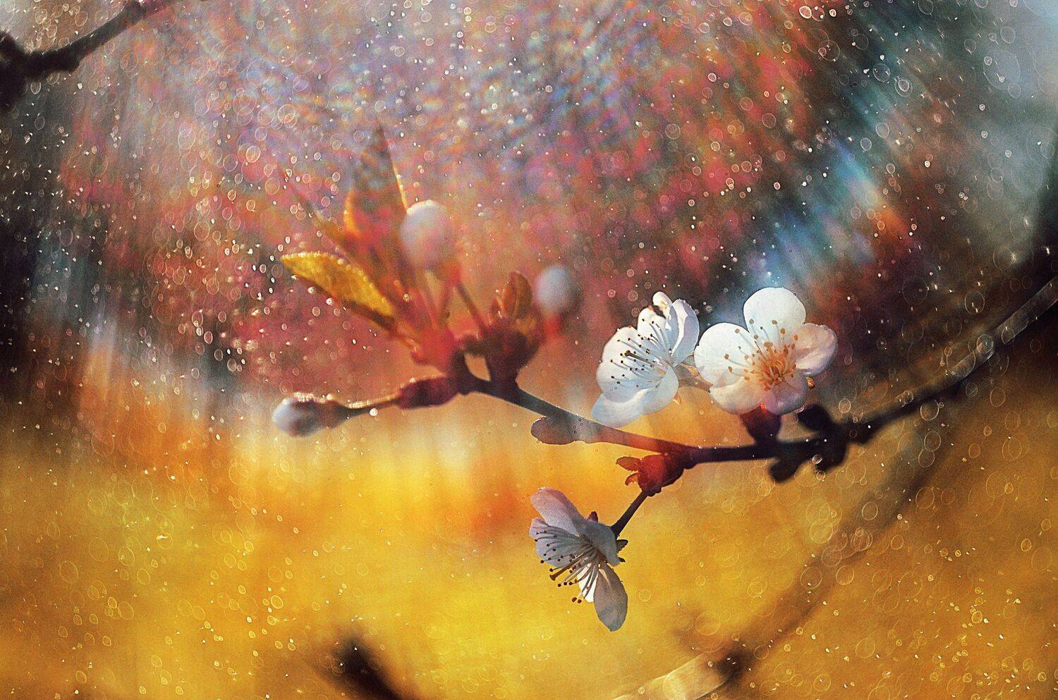 , Лапшина Владлена