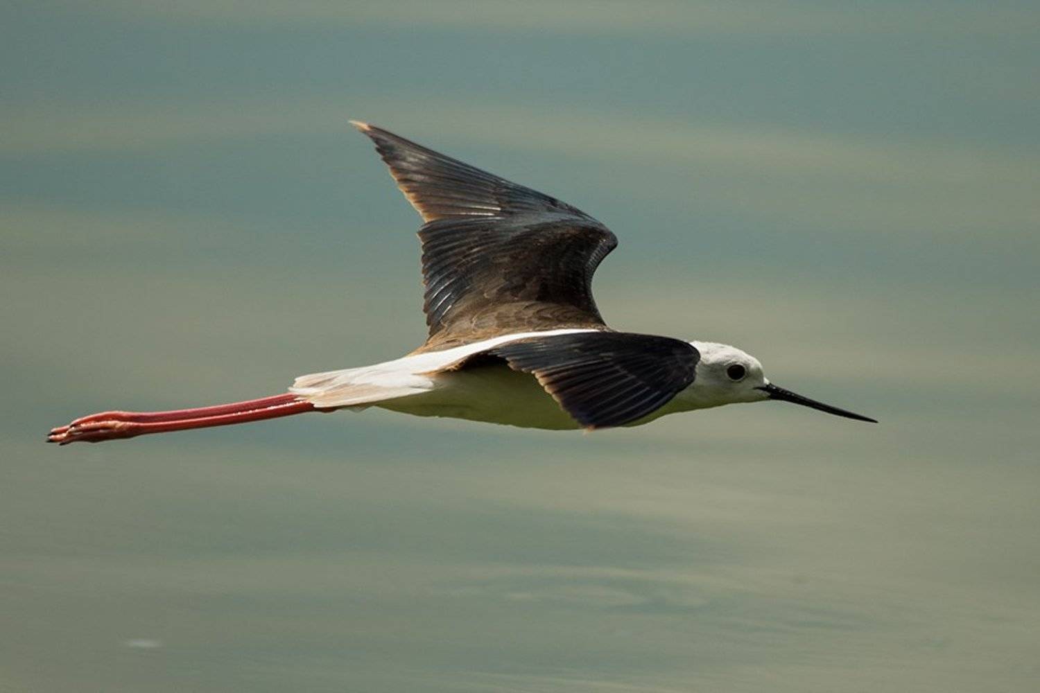 , Silvestr Szab&oacute;