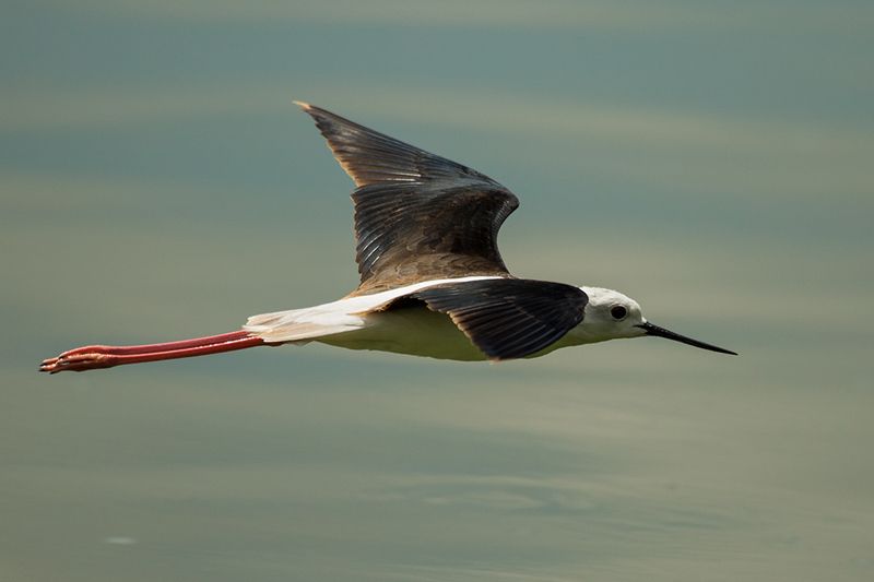 let фото превью