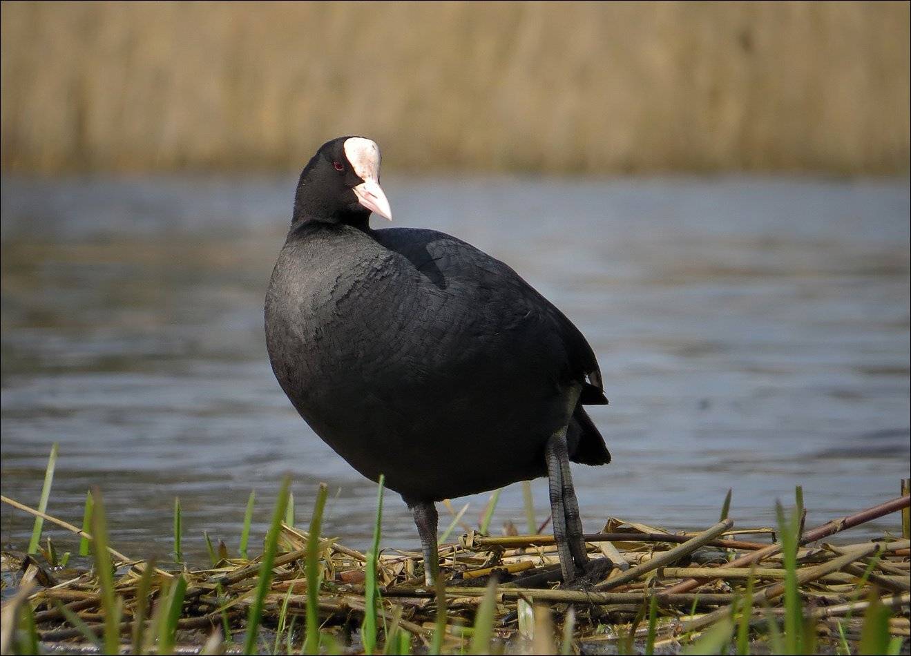 лысуха, Андрей Медведев