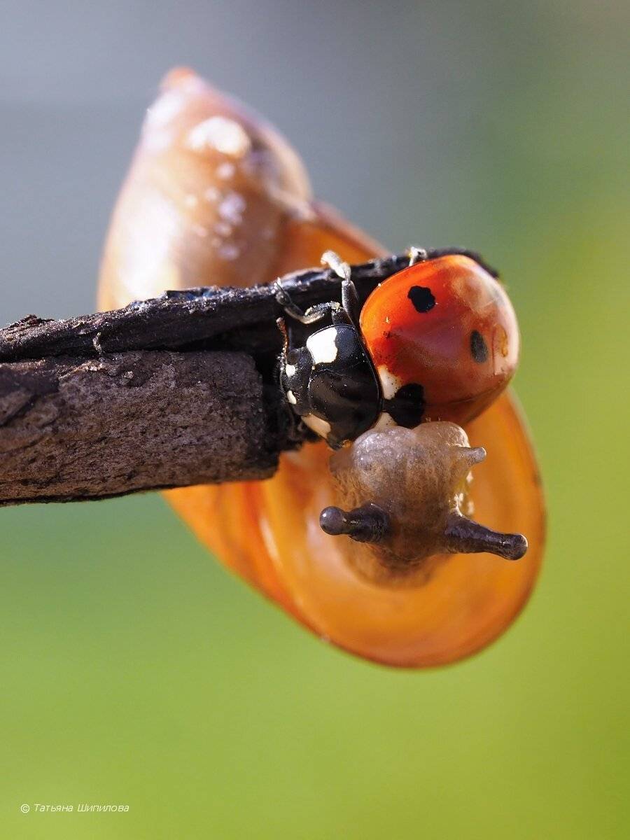 божья коровка, улитка, Шипилова Татьяна