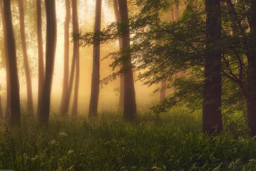 / Утро в лесу / 