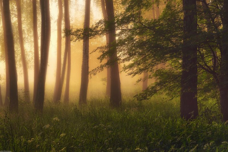 туман утро пейзаж лес деревья цвет тепло / Утро в лесу /  фото превью